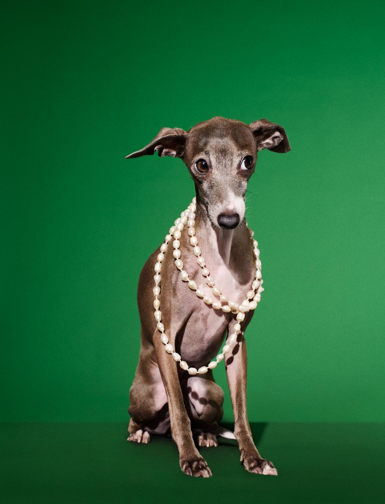 Italian greyhound wearing pearls against a green background